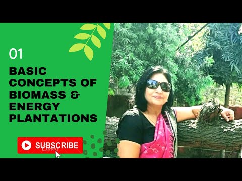 image-What plants are used for biomass?