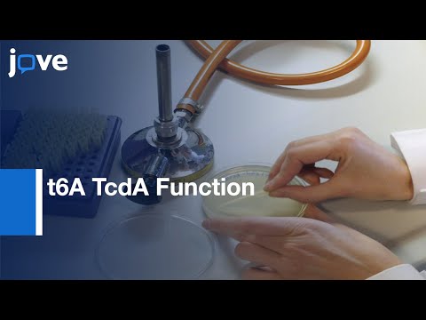 Agarose Gel Retardation Assays to Analyse t6A TcdA Function | Protocol Preview