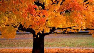 I know Who holds tomorrow (with lyrics) - Alison Krauss