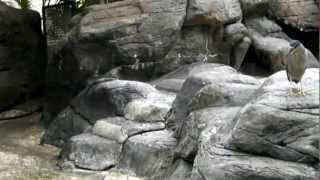 preview picture of video 'Turtle & Penguin Pool (Hilton Hawaiian Village, Honolulu)'