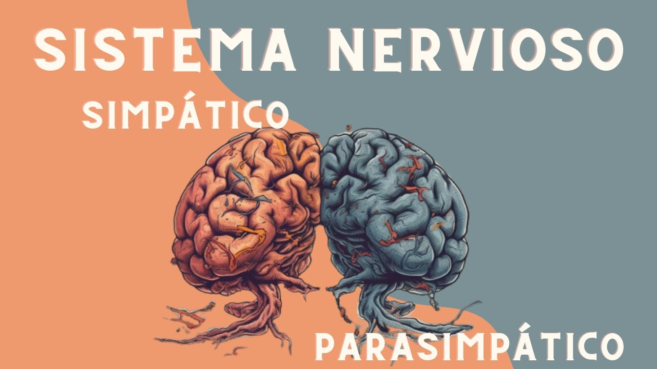 El Sistema Nervioso Autónomo