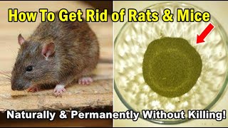 How To Get Rid of Rats & Mice Naturally & Permanently Without Harming Them - This works FAST!