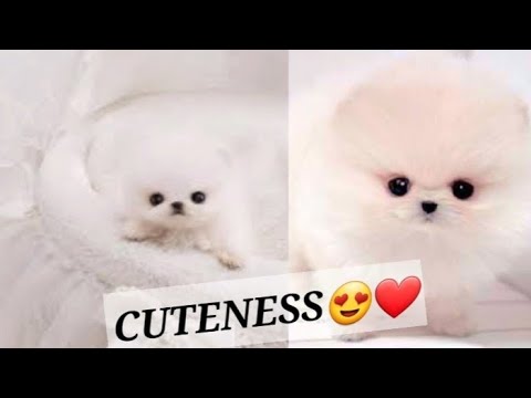 Cute puppy complications⚫White and black awesome puppy ⚫