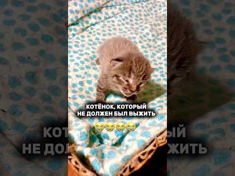 Ушные капли Harly. Артикул— #WW136726 — копируй и вставляй на WB.     #кошки #ушныекапли #ушнойклещ