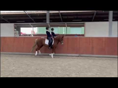 FEI dressage pony potential for sale