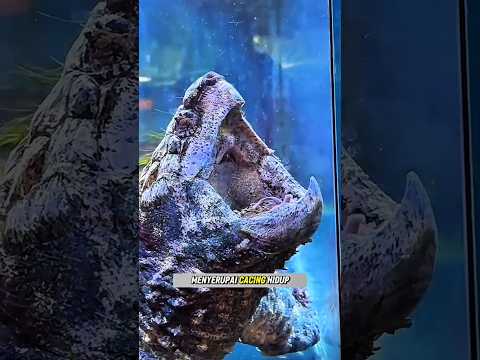 PRILAKU ALAMI DARI KURA-KURA ALIGATOR #reptile #kurakura #shorts