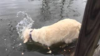 Dog catches a fish