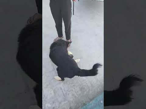 playing football with my dog