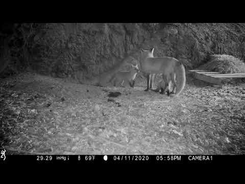 This is the sound a mama fox uses to call her kits to her.