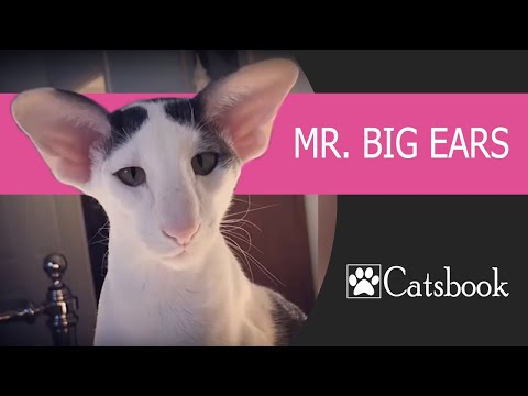 Mr. Big Ears | Best Funny Cat Videos by Catsbook