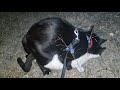 Cats Mating At Night