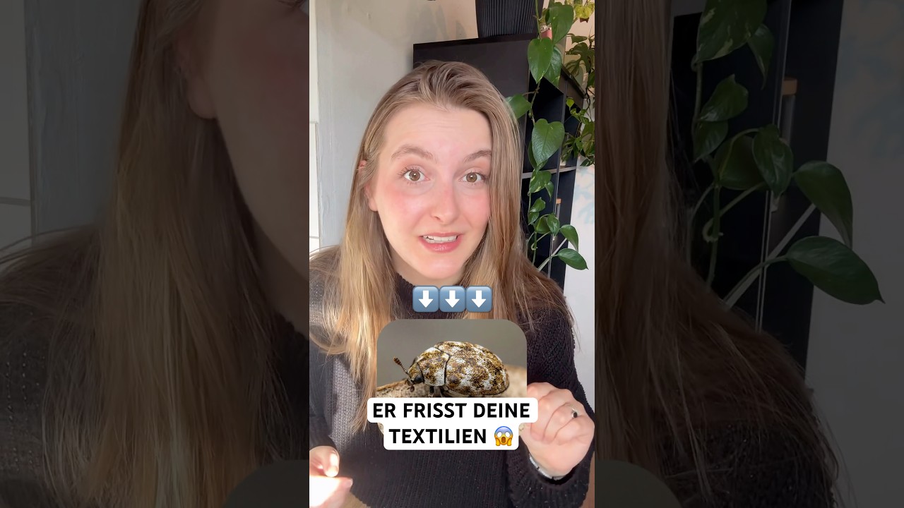 Wollkrautblütenkäfer erkennen & loswerden: So schützt du deine Wohnung vor Käfern und ihren Larven.