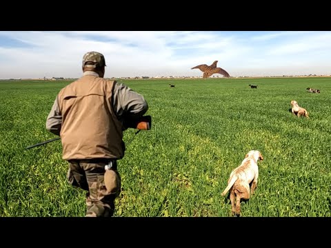 صيد السمان بالمغرب | chasse à la cailles aux maroc