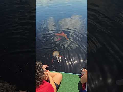Pink river dolphin in the Rio Negro, Amazonas