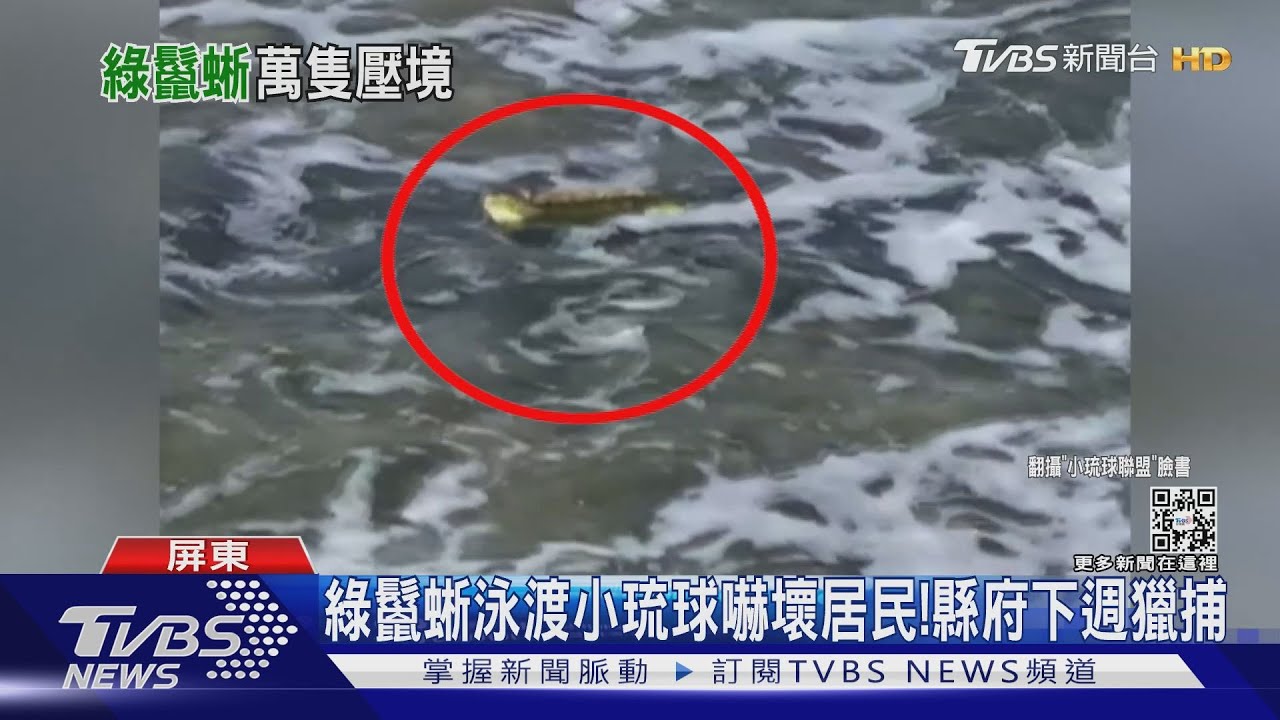 嚇壞居民!綠鬣蜥泳渡小琉球登島 屏縣府下週獵捕