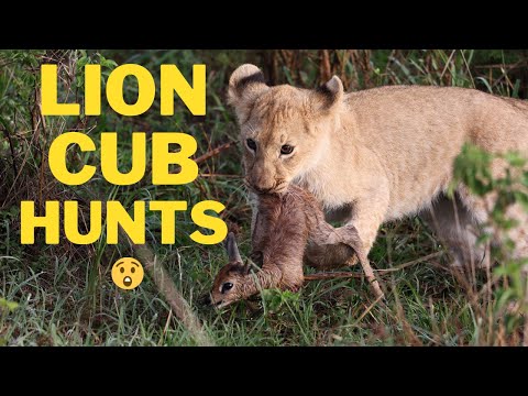 🎬RARE sighting of a LION CUB HUNT | KENYA  [4K]