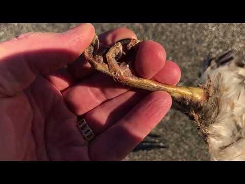 Cooper's Hawk Road Kill Identification