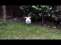 Jackson, White Dwarf Lop Rabbit. 