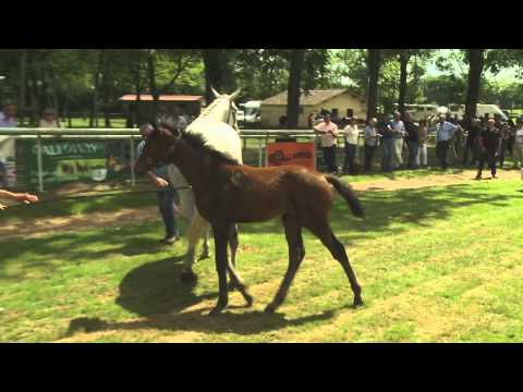 Lot 63 : Fontaine Collonges - 3ème Saddler Maker / Saturne Collonges