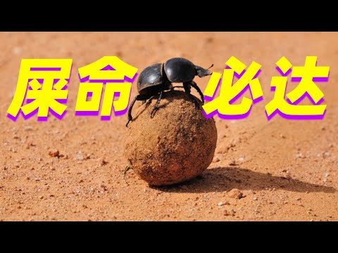 【屎命01】为什么屎壳郎搓好的粪球要搬去更远的地方?why dung beetles need takes poop balls away?