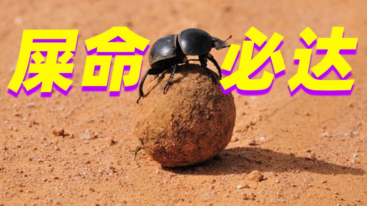 【屎命01】为什么屎壳郎搓好的粪球要搬去更远的地方?why dung beetles need takes poop balls away?