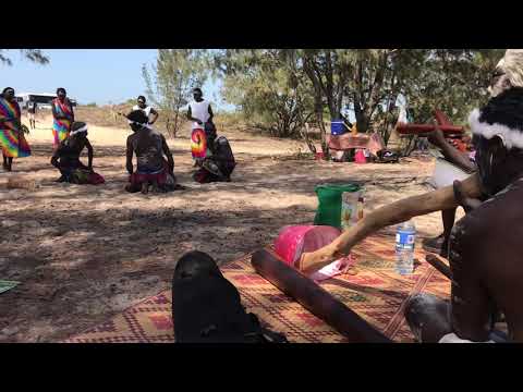 Gadayka/stringybark tree manikay