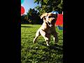 Playful Golden Retriever Puppy S Balloon Chase
