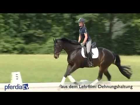 Reiten gut erklärt - Teil 2 - Dehnungshaltung - Vorwärts-abwärts aber wie?