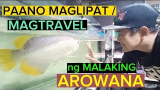 PAANO MAGLIPAT NG MALAKING AROWANA / PAANO MAG TRAVEL NG AROWANA / HOW TO TRANSFER AROWANA FISH
