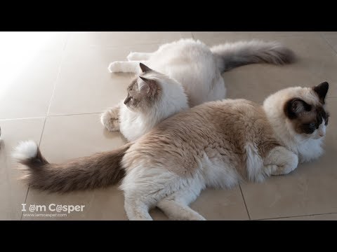 Two Ragdoll Cats - Enjoying each other's company