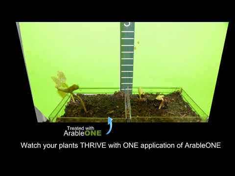 Grow The BEST Morning Glory With ArableONE (Timelapse) TREATED vs UNTREATED | OPTIMIZE SEEDS