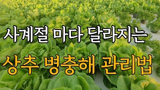 사계절마다 달라지는 상추 병충해 관리방법