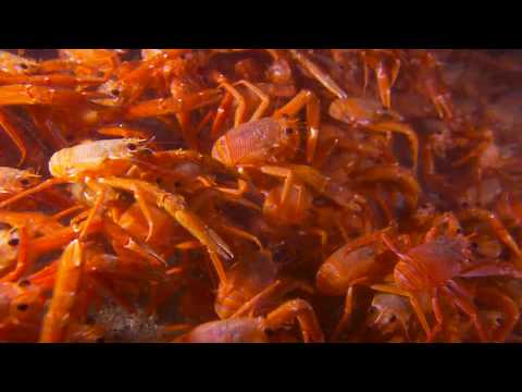 Tuna Crab Madness:One Step Beyond! (4K UHD)