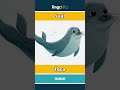 seal - foca video thumbnail