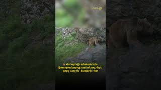 🐻«Խոսրովի անտառ» պետական արգելոցում ֆոտոթակարդը արձանագրել է գորշ արջին՝ ձագերի հետ