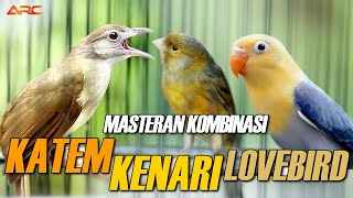 Download lagu MASTERAN KAPAS TEMBAK GACOR - KENARI - LOVEBIRD mp3