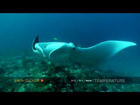 Manta im KwaZulu Natal, Sodwana Bay,Südafrika