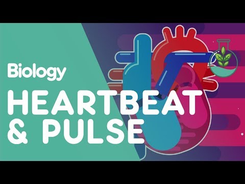 Heartbeat and Pulse | Physiology | Biology | FuseSchool