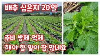 배추 심은지 20일 방제 그리고 추비 등 해야 할 일 [배추재배방법]