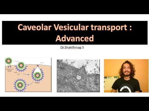 Caveolar vesicular transport : Advanced - YouTube