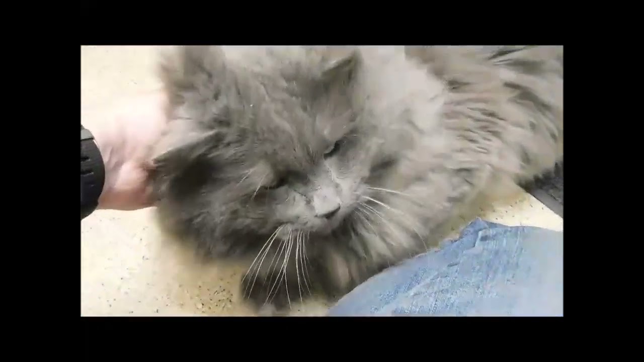 Enlarge BUD, an adopted Domestic Long Hair in Ironwood, MI video 6/6