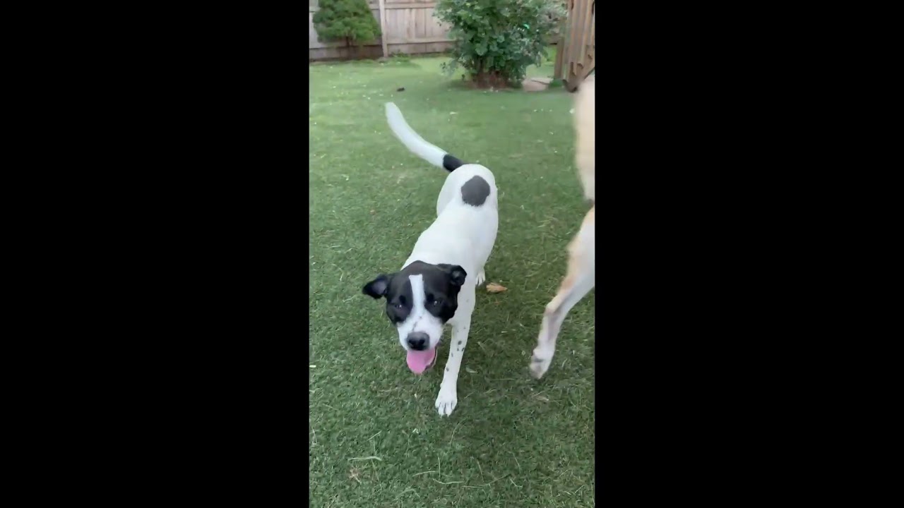 Enlarge Cheyenne, a Adoptable mixed breed in Libertyville, IL video 5/5