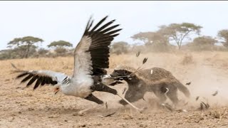 El choque más feroz de la sabana: tejón de la miel vs ave secretaria