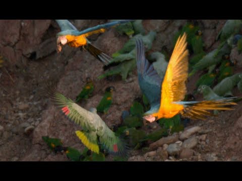 Bird Flight - Deep Dive #2 - Smarter Every Day 61