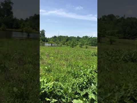 Backwaters of Tenn-Tom waterway at DeWayne Hayes