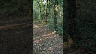 #nature #relaxing #shorts #short #trending #viral #funny #love #holliday #wood #like #follow