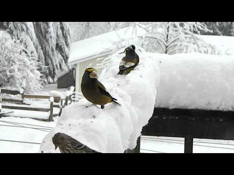 Evening Grosbeaks in the Snow