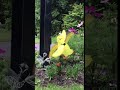 Baby Chick Whirligig Ground Spinner - In the Breeze