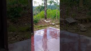 Download lagu Dina Amparan Sajadah(Darso) #mangkicauoffecial #kicaumania #kicaumanianusantara hayangkawinjengranda mp3 Download lagu Dina Amparan Sajadah(Darso) #mangkicauoffecial #kicaumania #kicaumanianusantara hayangkawinjengranda mp3
