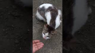 cat is so curious 🐈🐈‍⬛🐈#cats #cute #animals #cat #shorts #ytshorts